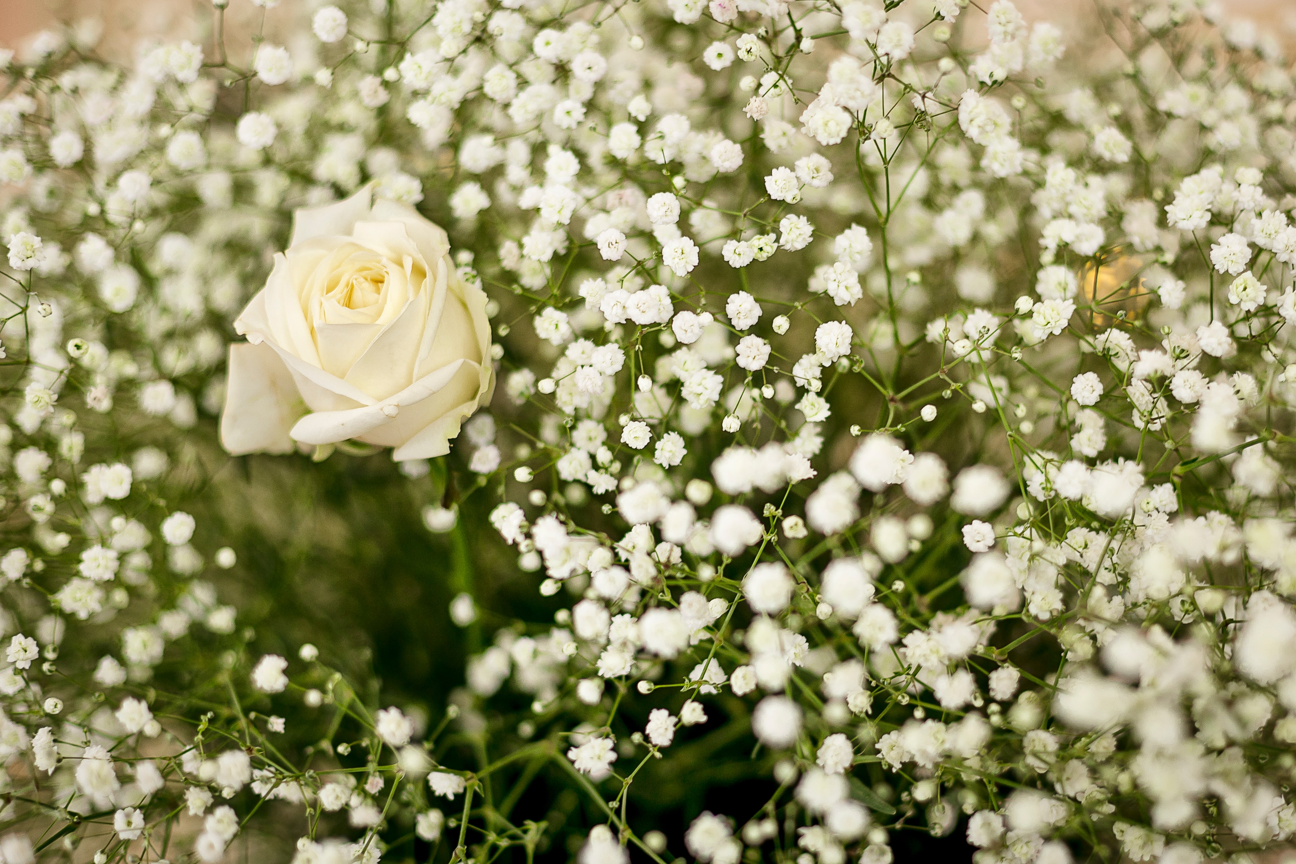 White Rose